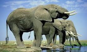 Masai Mara & Rift Valley Lakes Safaris