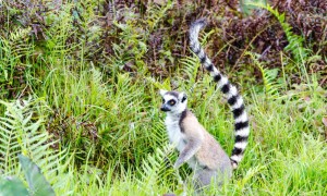 DISCOVER EAST OF MADAGASCAR  PANGALANE CHANNEL