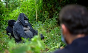 9 Day Tour To Rwanda, Uganda, DR Congo And Burundi