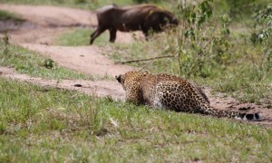 4-Days Masai Mara-Lake Nakuru Adventure