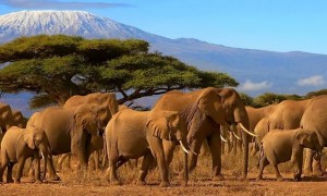 7 Days Masai Mara, Lake Nakuru and Amboseli budget Safari