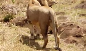 8-DAY SAMBURU / NAKURU/MASAI MARA/NAIVASHA/AMBOSELI